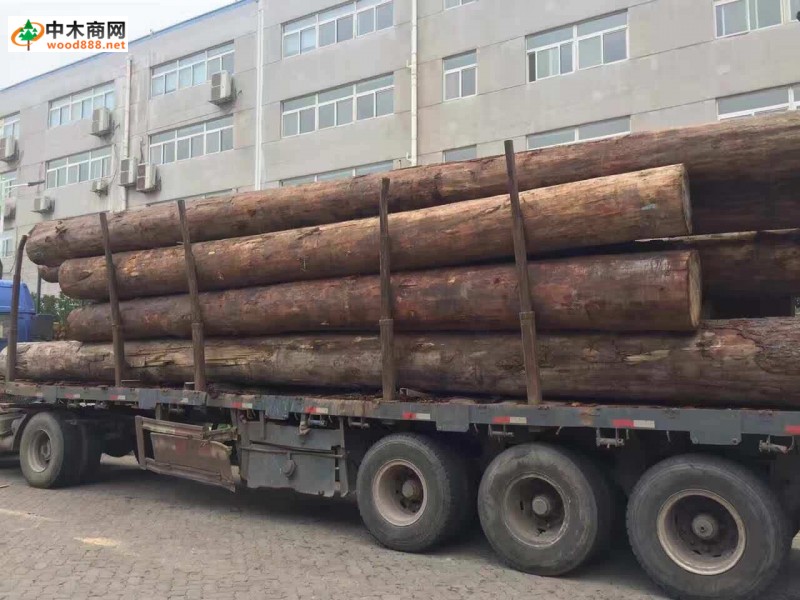 大量鐵杉原木可出售加工大方料品牌