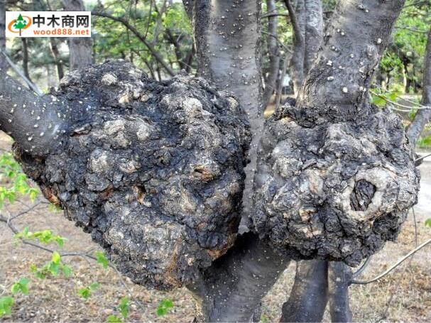 樹瘤的形成是由哪些因素導致的