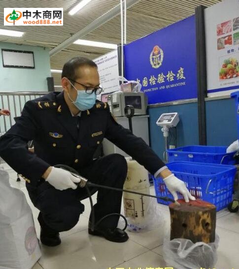 深圳羅湖口岸：“撿來的木頭”實為紫檀原木