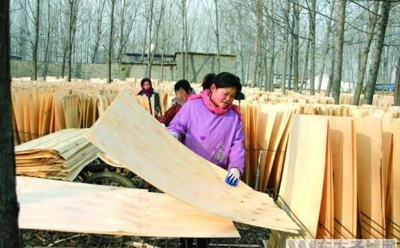 梁山縣小路口鎮立足木業資源優勢大力發展板皮加工業