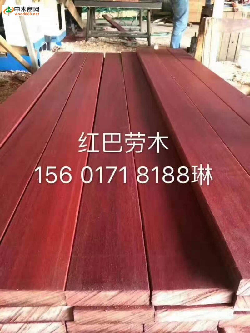 非洲菠蘿格