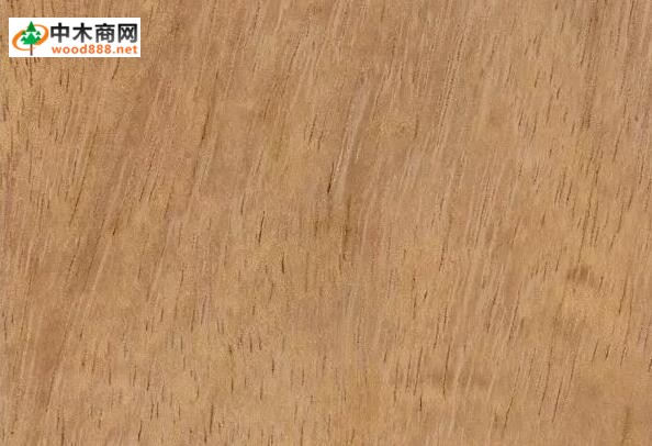 大綠柄桑
