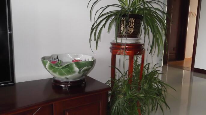 請問去除家具的味道用什么辦法？如果養(yǎng)花的話買什么花？