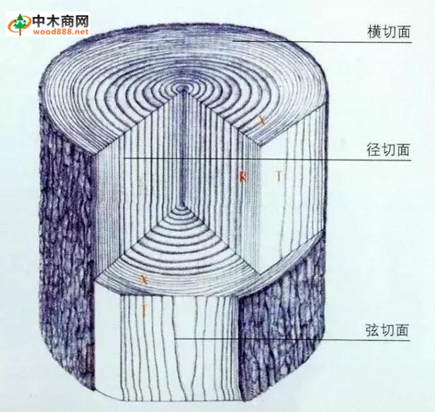 木材的切面介紹