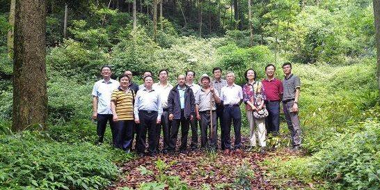 我國林學專家首次發現全國現存面積比較大楠木（楨楠）天然林