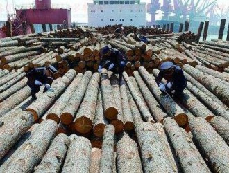 大理市以復(fù)檢為抓手強(qiáng)化木材批次檢疫