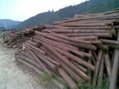 大量出售廠場 杉木 杉條
