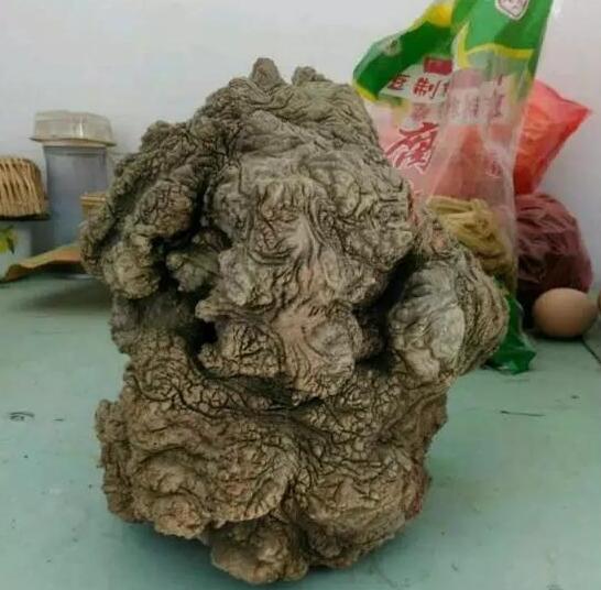 “變異”的崖柏，丑到極致美到極限