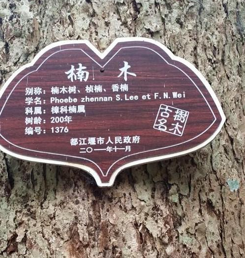 楠木就是金絲楠嗎？