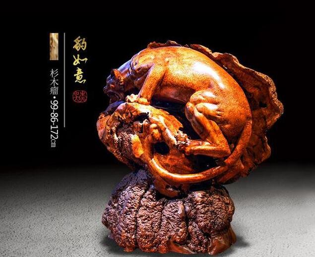 杉杉來遲—為我國杉木正名