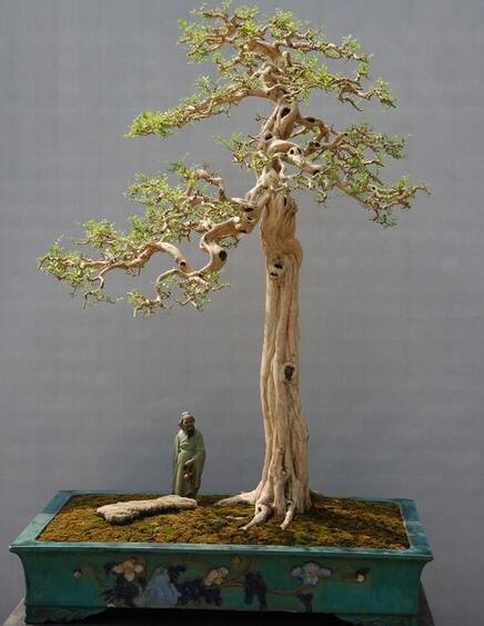 小葉榕,柏類