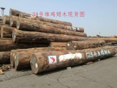 非洲雞翅木原木