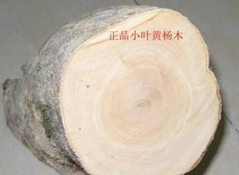 全球名貴木材鑒賞之黃楊木