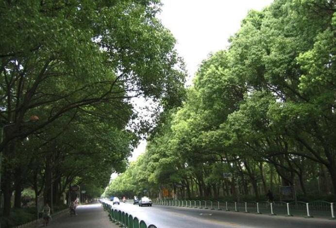 樟樹為樟科
