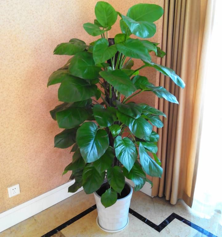 也可以在家中擺放幾盆綠蘿等植物