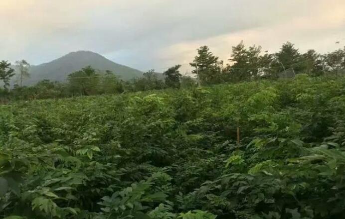 海南黃花梨樹與我們