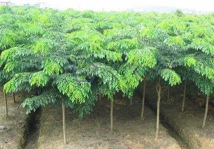 小葉紫檀的人工林