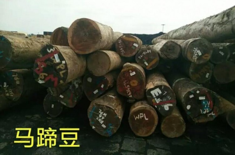 馬蹄豆