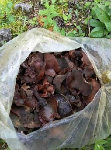這1種長在“爛木頭”上的蔬菜，山里撿到手軟，比豬肉更營養100倍