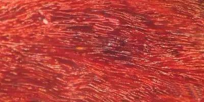 33種木樣圖，看完你就是半個紅木專家！
