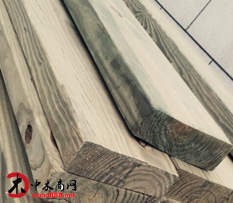 俄羅斯進口樟子松