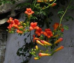 《詩(shī)經(jīng)》中有個(gè)植物叫什么？ 