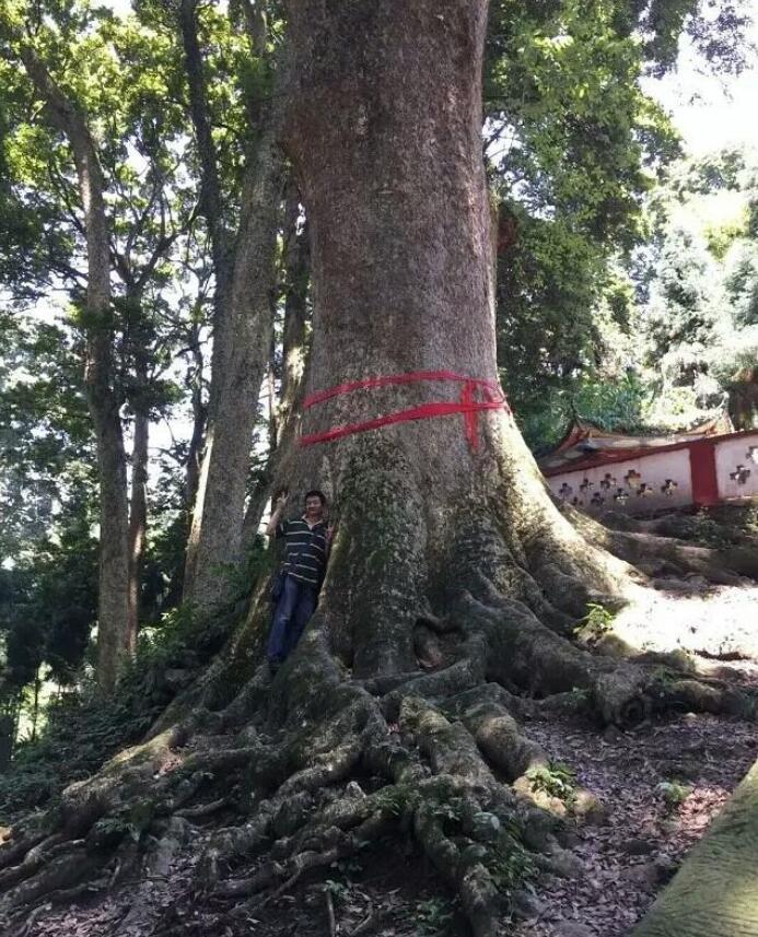 無錫大佛下的宗教博物館中幾十米長金絲楠木雕琢的五百羅漢可謂一絕