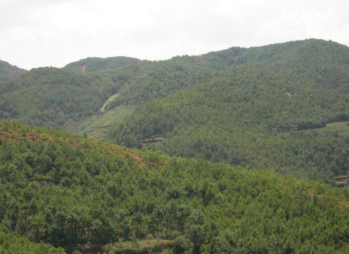  美國(guó)林務(wù)局與愛(ài)達(dá)荷州探索國(guó)有林合作經(jīng)營(yíng)模式