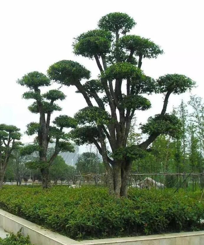 柞木樹