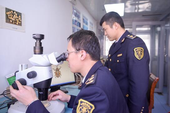 日照口岸截獲輻射松木蠹象
