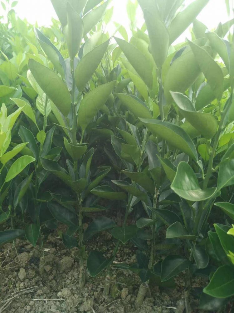 紐荷爾臍橙苗批發