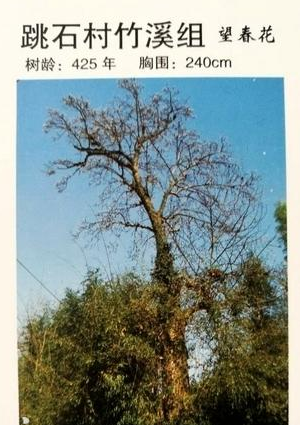 如何看待“歙縣修路遇到400年古樹