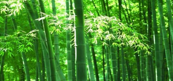 毛竹的價格一直不好,是什么原因造成的呢？
