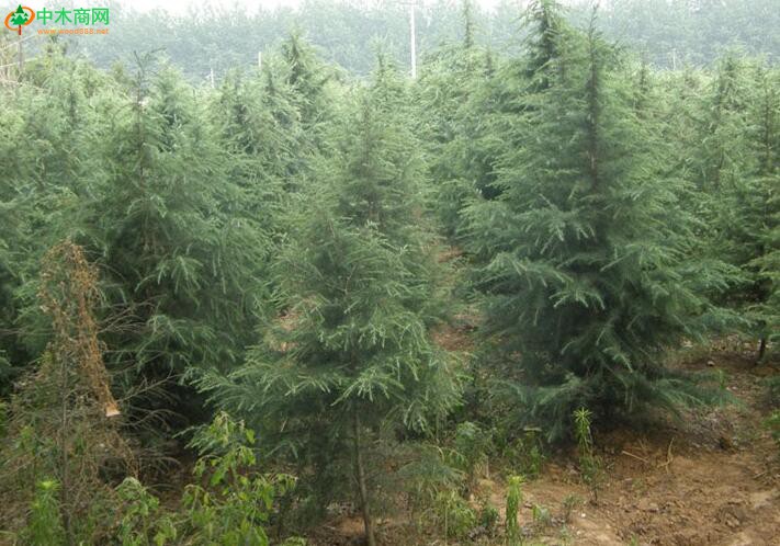 造林實踐對紅雪松木材質(zhì)量的影響