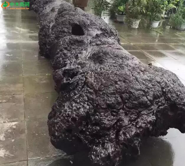 楠木和金絲楠木的區別
