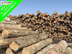輻射松木方建筑木方精品木方木方規(guī)格廠家直銷(xiāo)