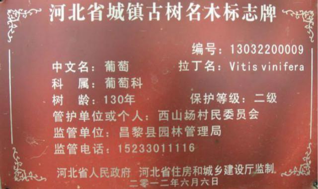 這棵135歲的葡萄樹就像一把撐開的巨傘