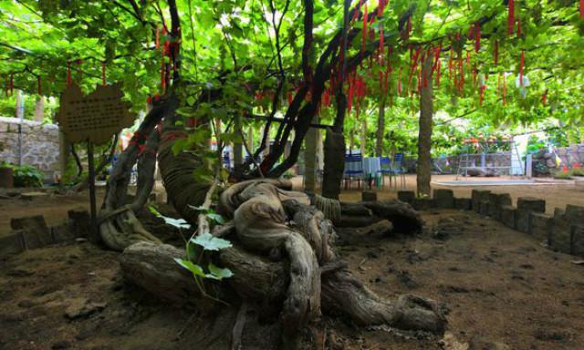 河北昌黎：135歲百年樹王