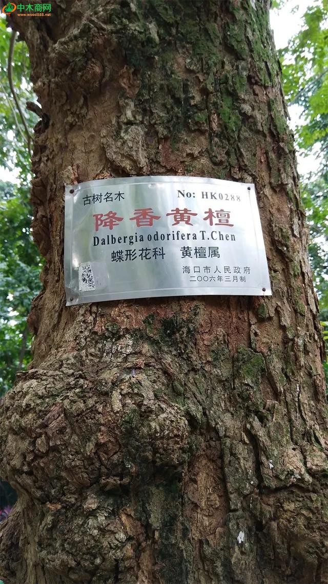 海南黃花梨樹 藝周刊全媒體組攝于海口市公園
