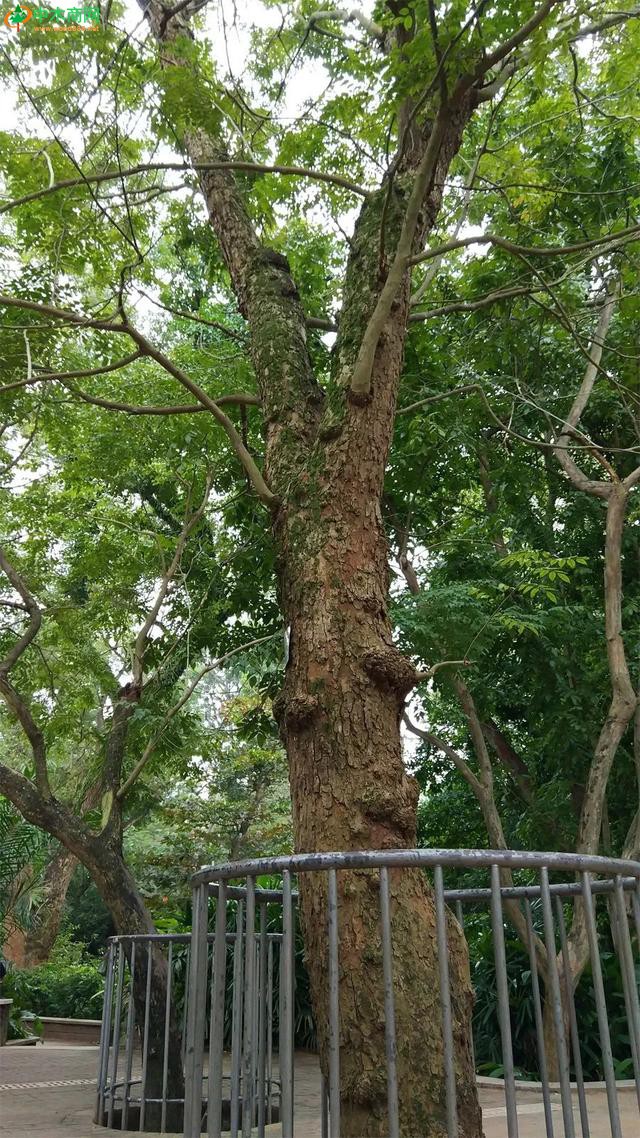 海南黃花梨樹 藝周刊全媒體組攝于海口市公園