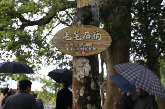遂川縣把楠木資源保護(hù)與建設(shè)放在重要位置