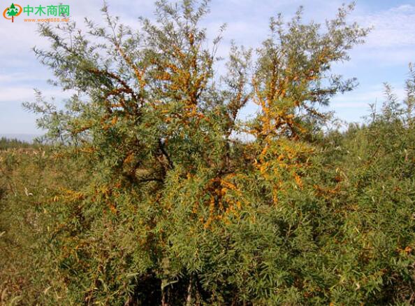 生長兩億年的野生植物“沙棘”是什么呢？沙棘的功效與作用