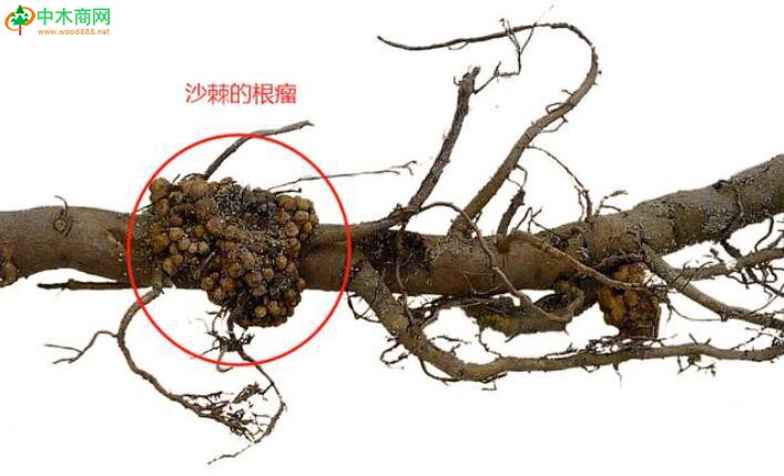 沙棘也許是因為其自身具備強大的生存能力