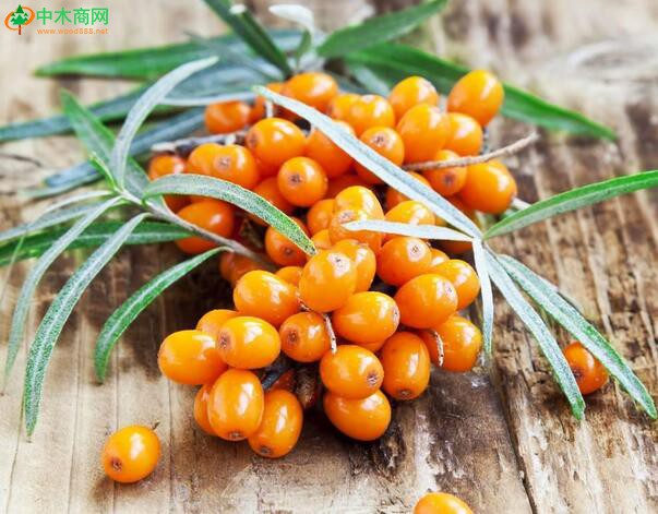 為什么沙棘能防止腸胃疾病