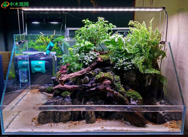 魚缸沉木如何處理使用？
