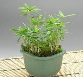 竹子的繁殖能力很快，并且大多數竹子都會養殖在室外