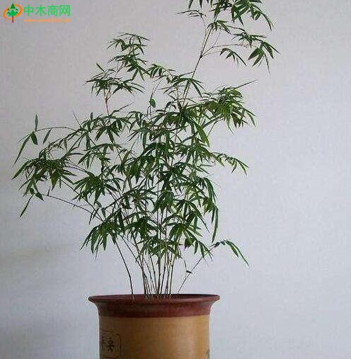 鳳凰竹的變種，高1-2米，稈叢生，枝葉細小，小葉羽狀排列