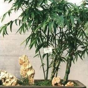 佛肚竹。稈有兩種，一種節間較長的正常稈