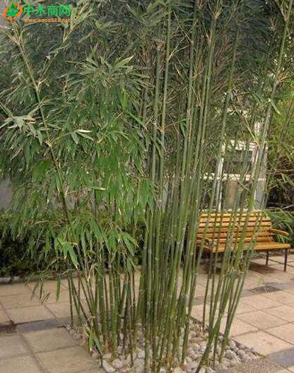 苦竹。稈散生，幼稈有白粉，可取矮小者制作盆景