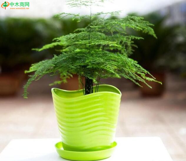 文竹適合生長在溫暖濕潤的環境中，不耐干旱，不喜積水